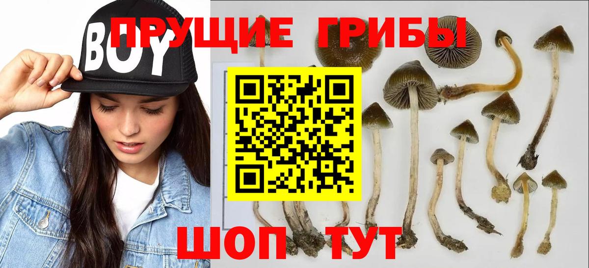 Галлюциногенные грибы Psilocybe  Вход с VPN  Пугачёв 